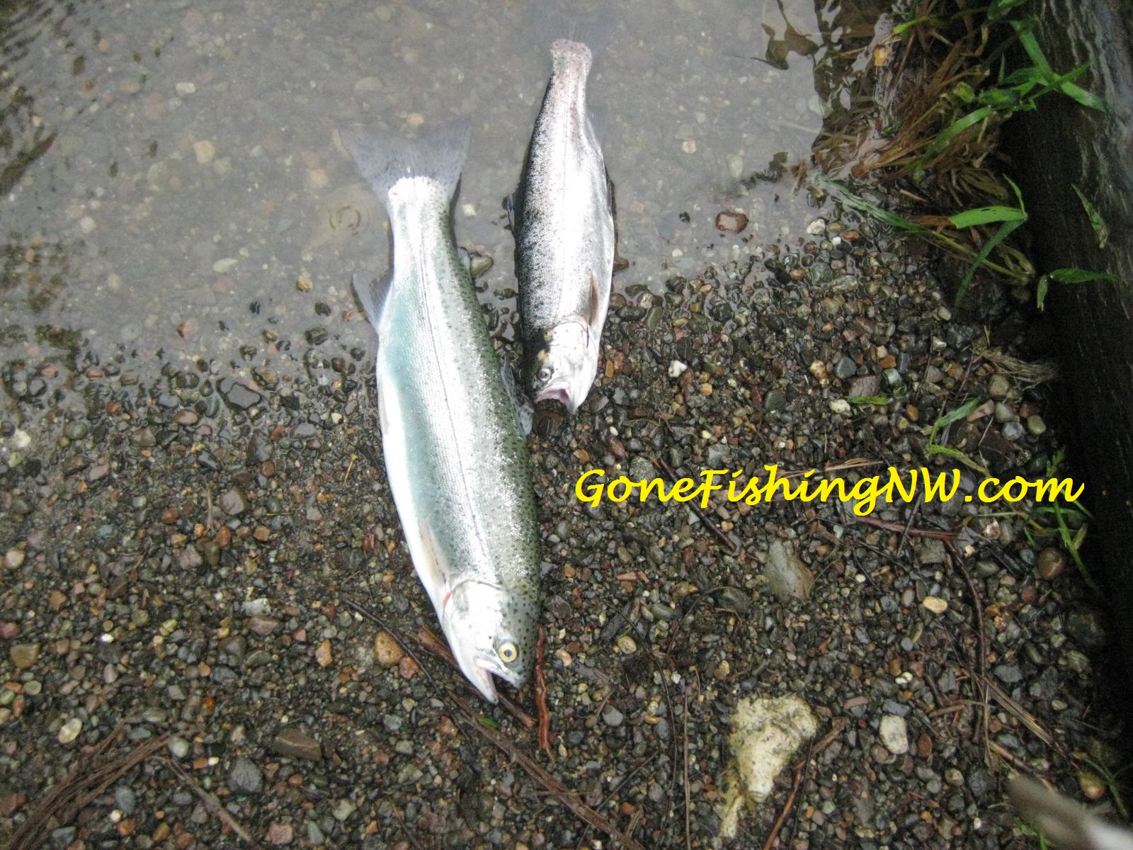 A pair of spring rainbow trout