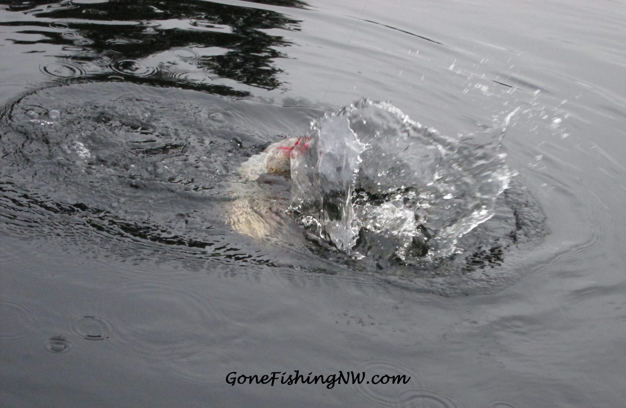 Trout fighting – Gone Fishing Northwest