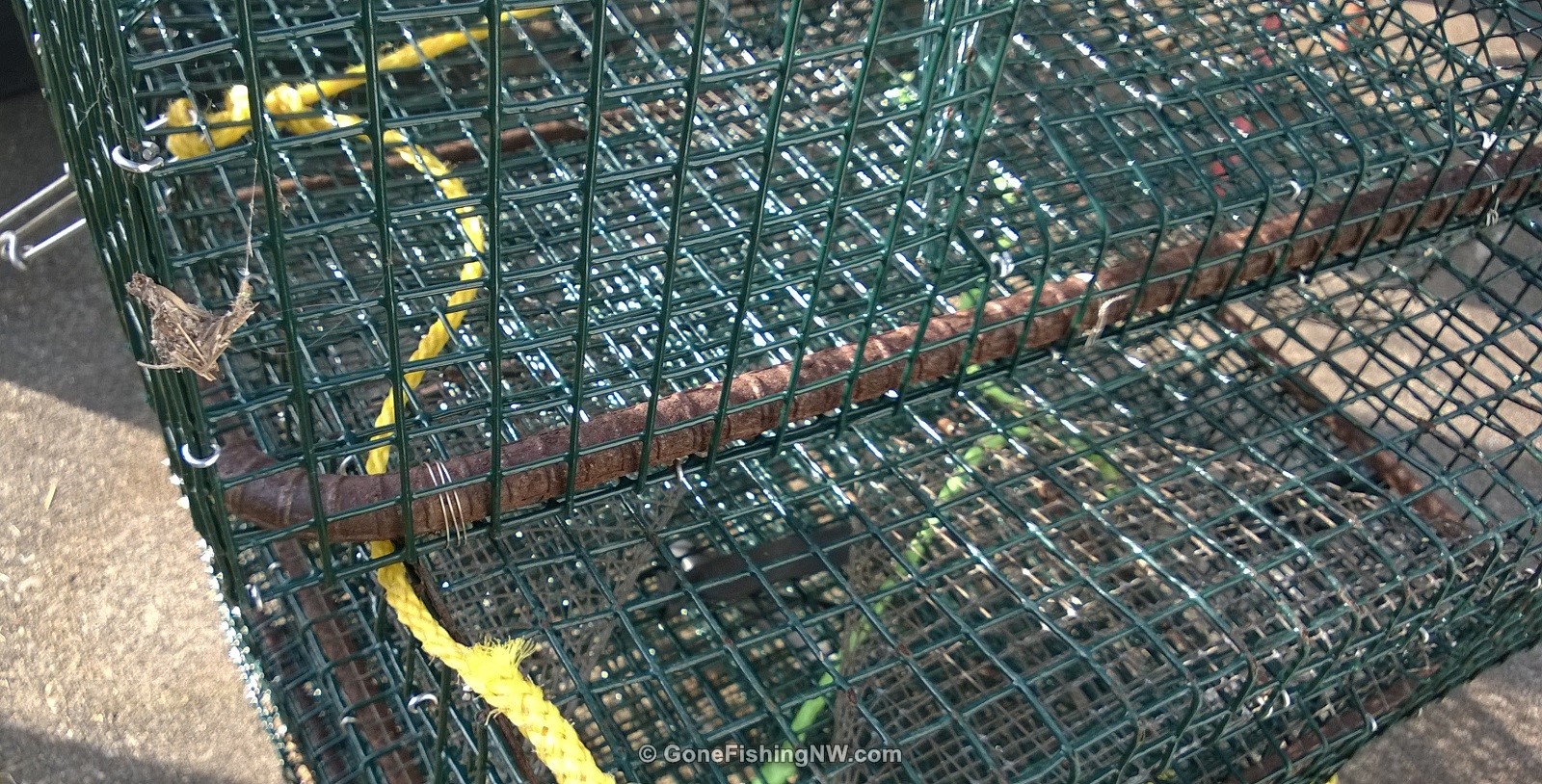 Spot Shrimp Weighted Pots Gone Fishing Northwest