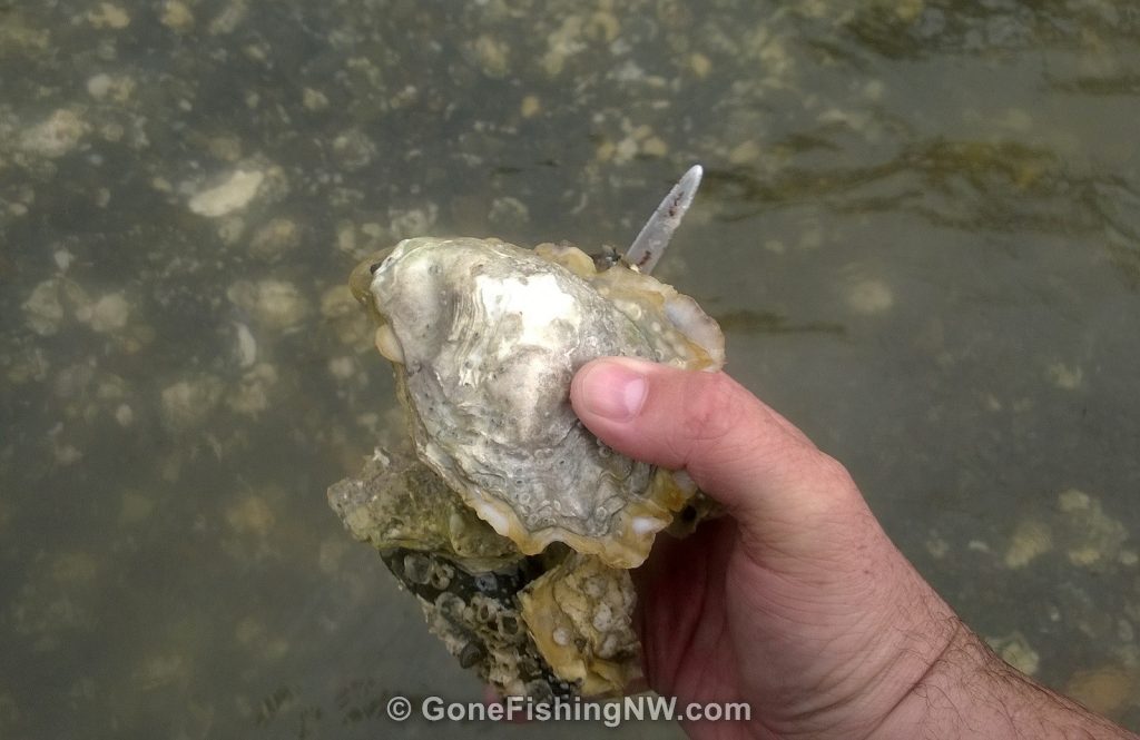 Hood Canal Oyster Gone Fishing Northwest