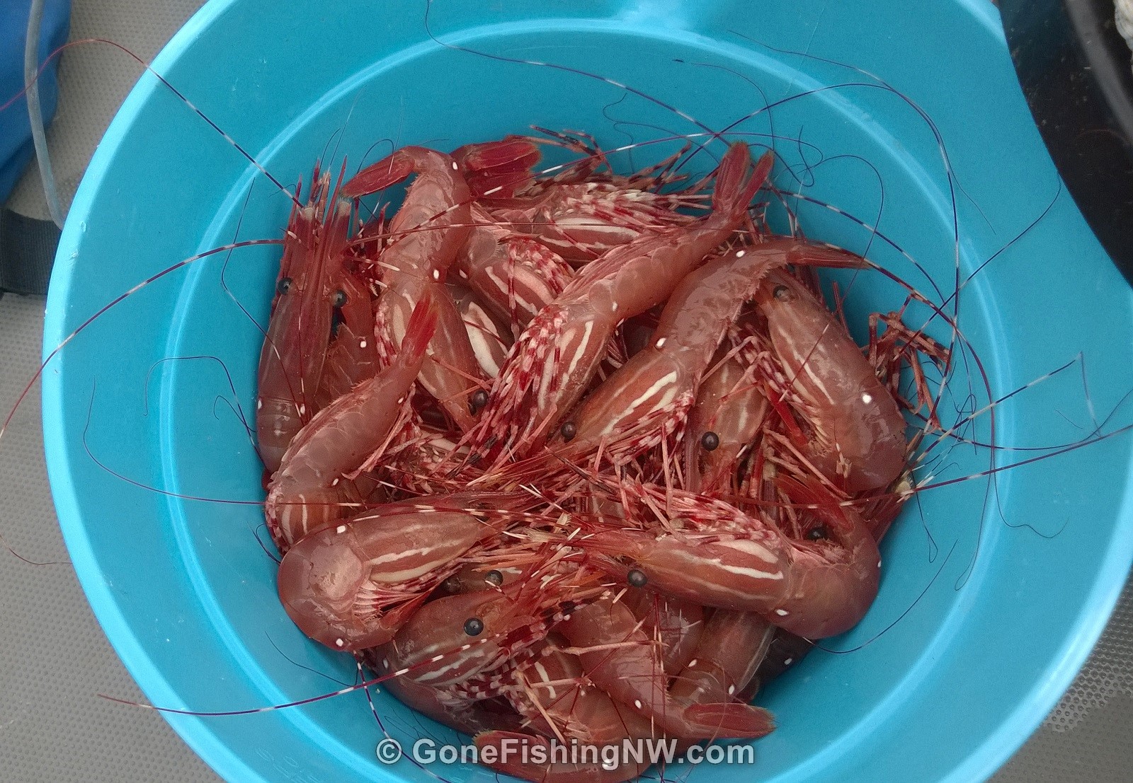 Hood Canal Spot Shrimp Bucket O’ Shrimp Gone Fishing Northwest