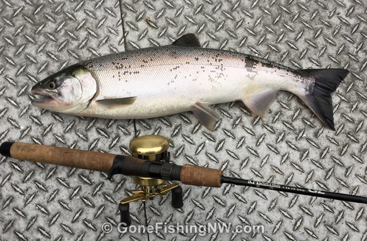 The Best How To Guide for Coho Salmon River Fishing – Gone Fishing
