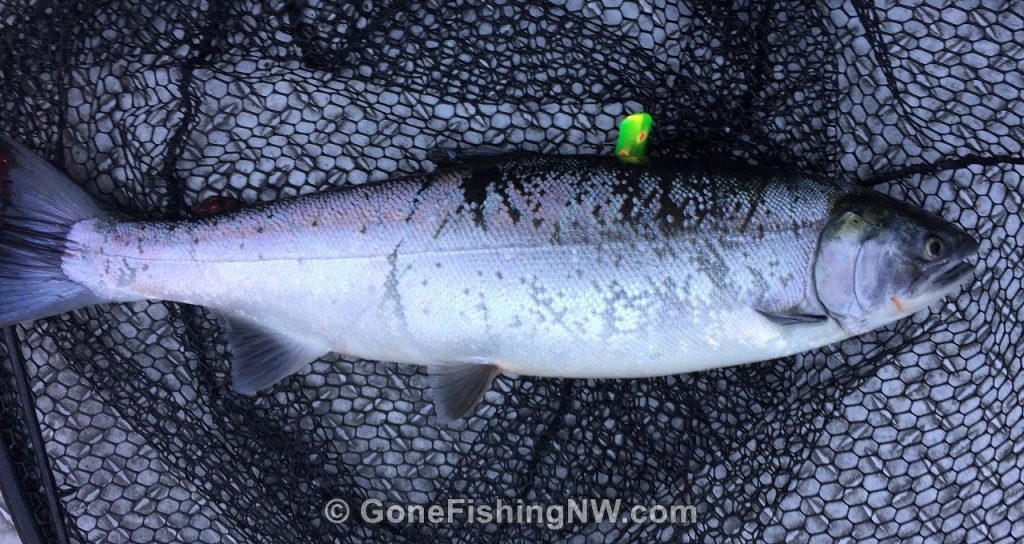The Best How To Guide for Coho Salmon River Fishing Gone Fishing