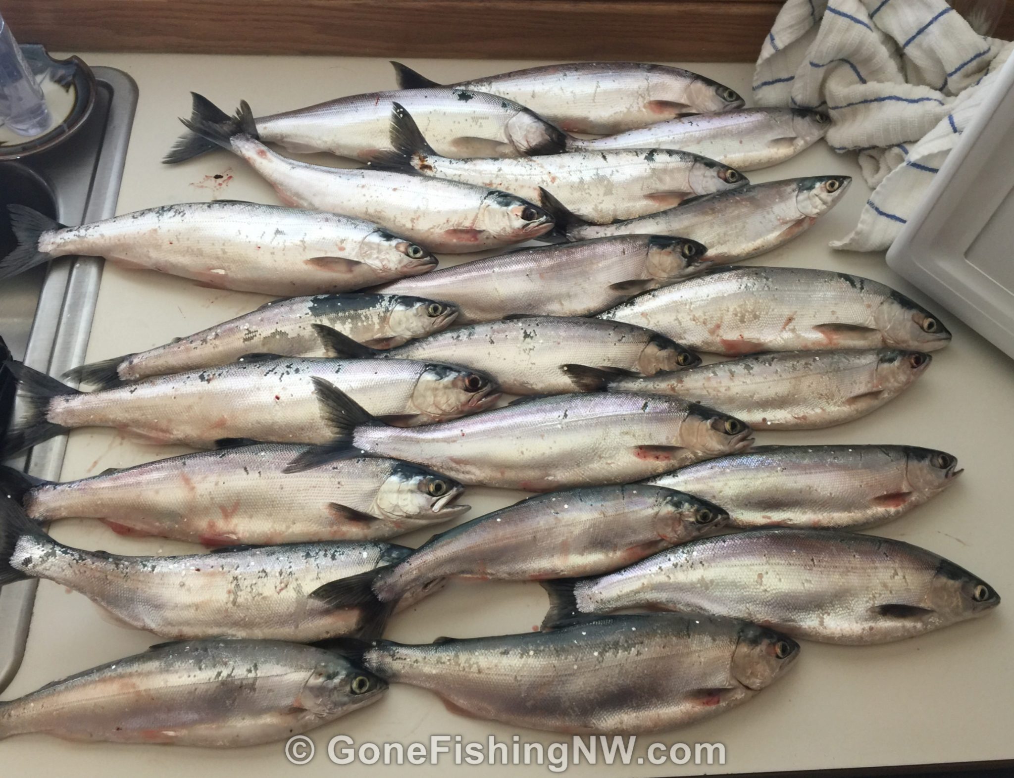 kokanee lot fishing