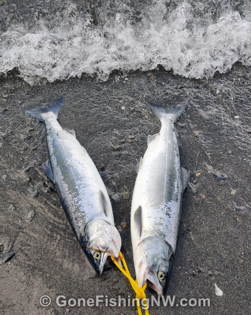 The Best Guide to Beach Fish for Pink Salmon – Gone Fishing Northwest
